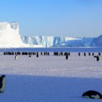 Impressionen Argentinien Schiffsreise –  Königspinguine in freier Natur erleben (22 Tage)