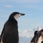Impressionen Argentinien Schiffsreise –  den Pinguinen der Antarktis auf der Spur (13 Tage)