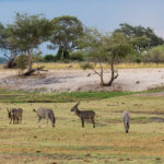 Impressionen Botswana Rundreise The Great Wilderness Journey (11 Tage)