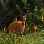 Impressionen Tansania Rundreise – Safari, Busch & Kultur (11 Tage)