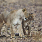 Impressionen Namibia Flugsafari – Best of Namibia (7 Tage)
