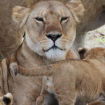 Impressionen Tansania Gruppenreise – Safari-Highlights (8 Tage)