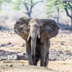 Impressionen Tansania Rundreise – Kaleidoskop (10 Tage)