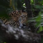 Impressionen Mexiko Belize und Guatemala Gruppenreise – zum Erbe der Maya (8 Tage)