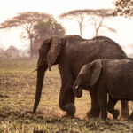 Impressionen Sambia Rundreise – Kafue Abenteuer (10 Tage)