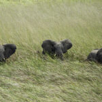 Impressionen Flugsafari Sambia – Highlights (13 Tage)