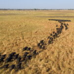 Impressionen Flugsafari Sambia – Highlights (13 Tage)