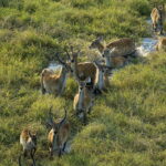 Impressionen Sambia Rundreise – Kafue Abenteuer (10 Tage)