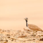 Impressionen Namibia Gruppenreise – Das schönste von Namibia (13 Tage)