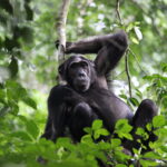 Impressionen Uganda Rundreise – Atemberaubende Tiervielfalt(10 Tage)