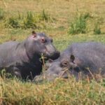 Impressionen Botswana Rundreise – Delta & Chobe Trail (8 Tage)