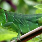 Impressionen Costa Rica Rundreise – Zu den Höhepunkten Costa Ricas (7 Tage)