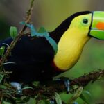 Impressionen Costa Rica Gruppenreise – Naturparadies Costa Rica (15 Tage)