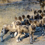 Impressionen Botswana Rundreise The Great Wilderness Journey (11 Tage)