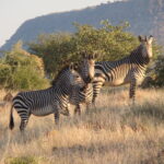Impressionen Namibia Flugsafari – Best of Namibia (7 Tage)