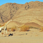 Impressionen Namibia Mietwagenrundreise – Wüsten und Nationalparks (12 Tage)