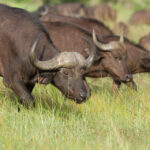 Impressionen Botswana Flugsafari – Botswana Delight (9 Tage)