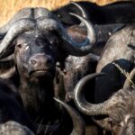 Impressionen Gruppenreise Namibia, Botswana und Simbabwe – Von Windhoek zu den Victoriafällen (15 Tage)