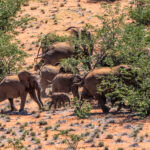 Impressionen Namibia Flugsafari – Namibia Naturwunder (8 Tage)