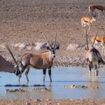 Impressionen Flugsafari Afrika Namibia, Botswana und Simbabwe – Die Wunder Afrikas (9 Tage)