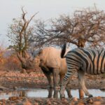 Impressionen Namibia Mietwagenrundreise – Safari Abenteuer (22 Tage)