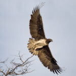 Impressionen Botswana Flugsafari – Familien-Safari (9 Tage)