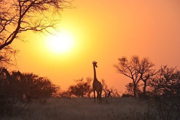 Giraffe-Sambia