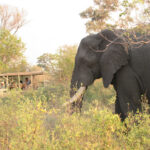 Impressionen Botswana Rundreise – Delta & Chobe Trail (8 Tage)