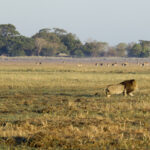 Impressionen Flugsafari Sambia – Highlights (13 Tage)