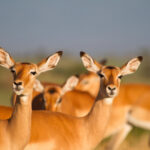 Impressionen Tansania Flugsafari – Tansania Deluxe (8 Tage)