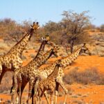 Impressionen Namibia Rundreise – Abenteuer & Komfort (12 Tage)