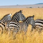 Impressionen Kenia Rundreise – Best Of Safari (8 Tage)