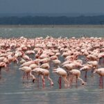 Impressionen Kenia Rundreise – Best Of Safari (8 Tage)