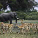 Impressionen Botswana Flugsafari – Botswana Delight (9 Tage)