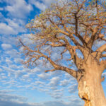 Impressionen Botswana Rundreise The Great Wilderness Journey (11 Tage)