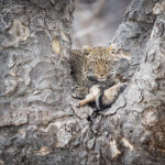 Impressionen Tansania Rundreise – Kaleidoskop (10 Tage)