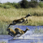 Impressionen Flugsafari Botswana und Simbabwe – Highlights (12 Tage)