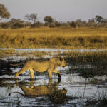 Impressionen Botswana Flugsafari – Familien-Safari (9 Tage)