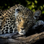 Impressionen Botswana Gruppenreise – Campingtour (7 Tage)