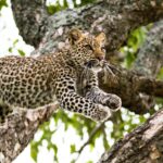 Impressionen Namibia und Botswana Gruppenreise – Atemberaubender Südkreis (21 Tage)