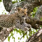 Impressionen Namibia und Botswana Gruppenreise – Atemberaubender Südkreis (21 Tage)