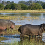 Impressionen Flugsafari Botswana und Simbabwe – Highlights (12 Tage)