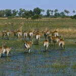 Impressionen Botswana Gruppenreise – Campingtour (7 Tage)