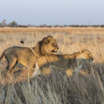Impressionen Botswana Rundreise The Great Wilderness Journey (11 Tage)