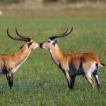 Impressionen Botswana Rundreise – Botswana Explorer (10 Tage)