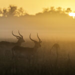 Impressionen Botswana Mietwagenrundreise – 4×4 Abenteuer für Selbstfahrer (10 Tage)