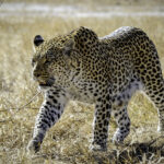 Impressionen Botswana & Simbabwe Gruppenreise – Faszinierende Tierwelt (9 Tage)