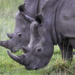 Impressionen Botswana Gruppenreise – Campingtour (7 Tage)