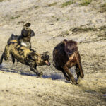 Impressionen Botswana Gruppenreise – Campingtour (7 Tage)