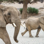 Impressionen Namibia Mietwagenrundreise – Wüsten und Nationalparks (12 Tage)